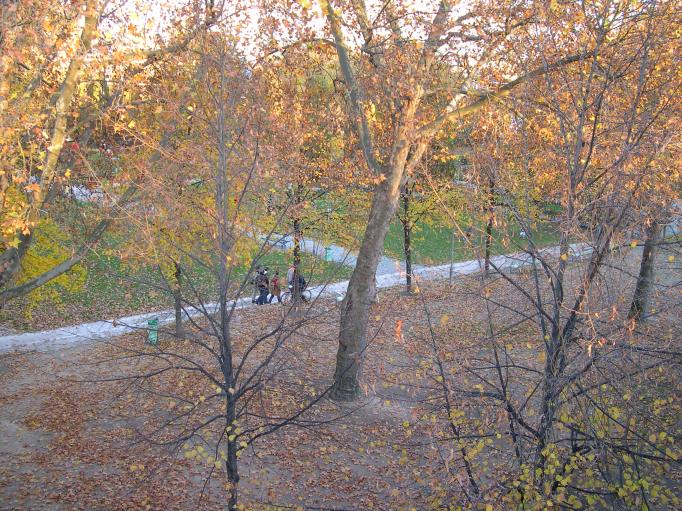  arbres dénudés (parc de Bercy)